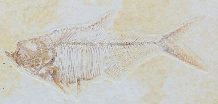 Detailed, Diplomystus Fossil Fish - Wyoming #79072